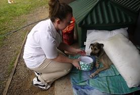 Volunteer Veterinary Medicine & <br /> Animal Care Volunteer Veterinary Medicine & <br /> Animal Care